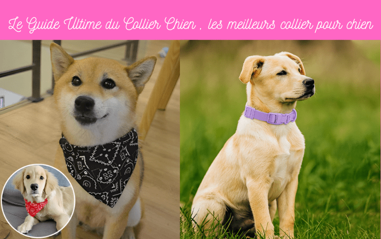 Le Guide Ultime du Collier Chien , les meilleurs collier pour chien ! - TENDRESSECHIEN