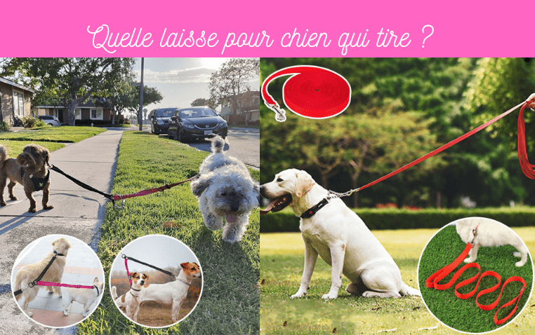 Quelle laisse pour chien qui tire ? - TENDRESSECHIEN