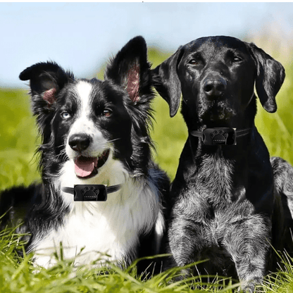 collier dressage chien | dresspatenoir - tendressechien.com