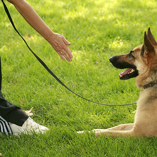 longe pour chien | Maitriselonge - tendressechien.com